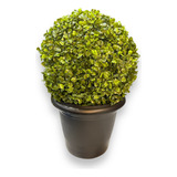 Topiaria