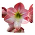 Kit 2 Bulbos Amarilis Flor Pronto Para Plantio Envio Rápido