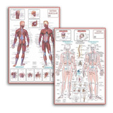 Kit 2 Mapas Sistema Muscular - Esqueletico 1 - Atualizado