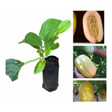 Kit 2 Muda De Maracujá Gigante Ou Maracujá Melão