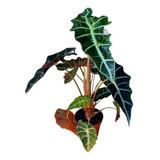Kit 2 Mudas Alocasia Black Velvet E Polly Plantas Naturais