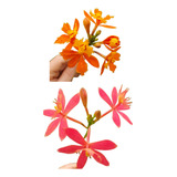 Kit 2 Orquideas Epidendrum Espécie 