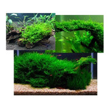 Plantas