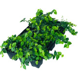 Kit 20 Mudas Unha De Gato Cobre Muro Trepadadeira