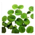 Kit 20 Salvinia Minima Planta Flutuante Aquários E Lagos