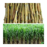 Capiaçu