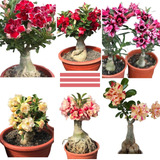 Kit 200 Sementes Rosas Do Deserto Mix Para Muda Frete Gratis