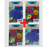Lobelia