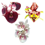 Kit 3 Catasetum Selecionados Cod 09