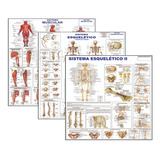 Kit 3 Mapas Sistema Muscular