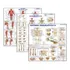 Kit 3 Mapas Sistema Muscular   Esquelético 1   Esquelético 2