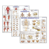 Kit 3 Mapas Sistema Muscular   Esquelético 1   Esquelético 2