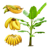 Kit 3 Mudas De Banana Terra