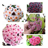 Kit 3 Mudas De Flor De Cera Rosa Branca E Roxa