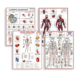 Kit 4 Mapa Corpo Humano Muscular Circulatório Esqueletico I