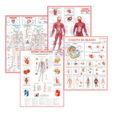 Kit 4 Mapas Corpo Humano Muscular