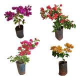 Kit 4 Mudas De Primavera Roxa Ocre Laranja E Rosa