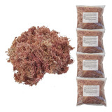 Kit 4 Musgos Sphagnum 5 Litros Substrato P Plantas Orquídea