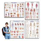 Kit 4 Posters Corpo Humano Sistema Muscular Sistema Circulatório Sistema Esquelético Medicina Mapa Estudo Anatomia Poster Papel Dobrado