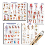 Kit 4 Posters Corpo Humano Sistema Muscular Sistema Circulatório Sistema Esquelético Medicina Mapa Estudo Anatomia Poster Papel Enrolado