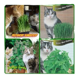 Catnip