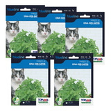 Catnip