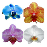 Kit 5 Mudas De Orquidea Phalaenopsis Lindas Promocao