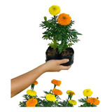 Tagetes