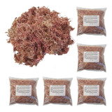 Kit 5 Musgos Sphagnum 5 Litros Substrato P Plantas Orquídea