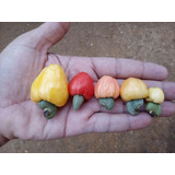 Kit 5 Variedades De Cajús Do Cerrado 50 Sementes