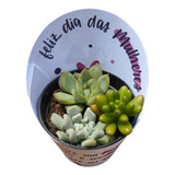 Kit 50 Mini Suculentas