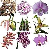 Kit 6 Orquideas Variadas