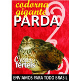 Kit 60 Ovos Férteis galados De Codorna Gigante Parda