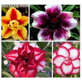 Jardim