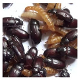 Kit Alimento P Peixes C 150 Besouros Do Amendoim Top