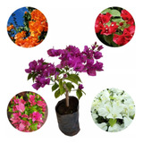 Kit Bulbo 6 Mud De Primaveras E 5 Cores
