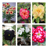 Kit C 10 Flores Mudas De Rosa Do Deserto Dupla Tripla Linda