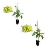 Kit C 2 Mudas De Uva Moscato Enxertada Prestes A Produzir