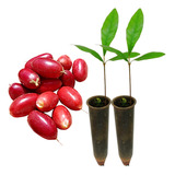 Kit C 2 Mudas Pequenas Da Fruta Do Milagre