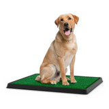 Pet