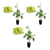 Kit C 3 Mudas De Uva Moscato Enxertada Prestes A Produzir