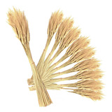 Kit C 6 Maços De Trigo Seco P Decoração Santa Ceia Igrejas