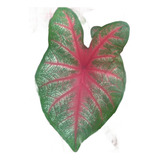 bicolor