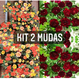 Kit Com 02 Mudas