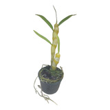 Kit Com 10 Mudas Lindas De Orquídea Dendrobium Cores Mistas