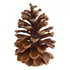 Kit Com 100 Pinhas Naturais Para Decoração E Artesanato