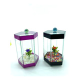 Kit Com 2 Beteiras Sextavada Aquarios Com Planta Para Bettas