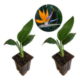 Strelitzia