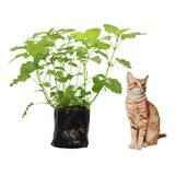 Plantio