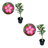 Kit Com 2 Mudas De Rosa Do Deserto Fácil Cultivo
